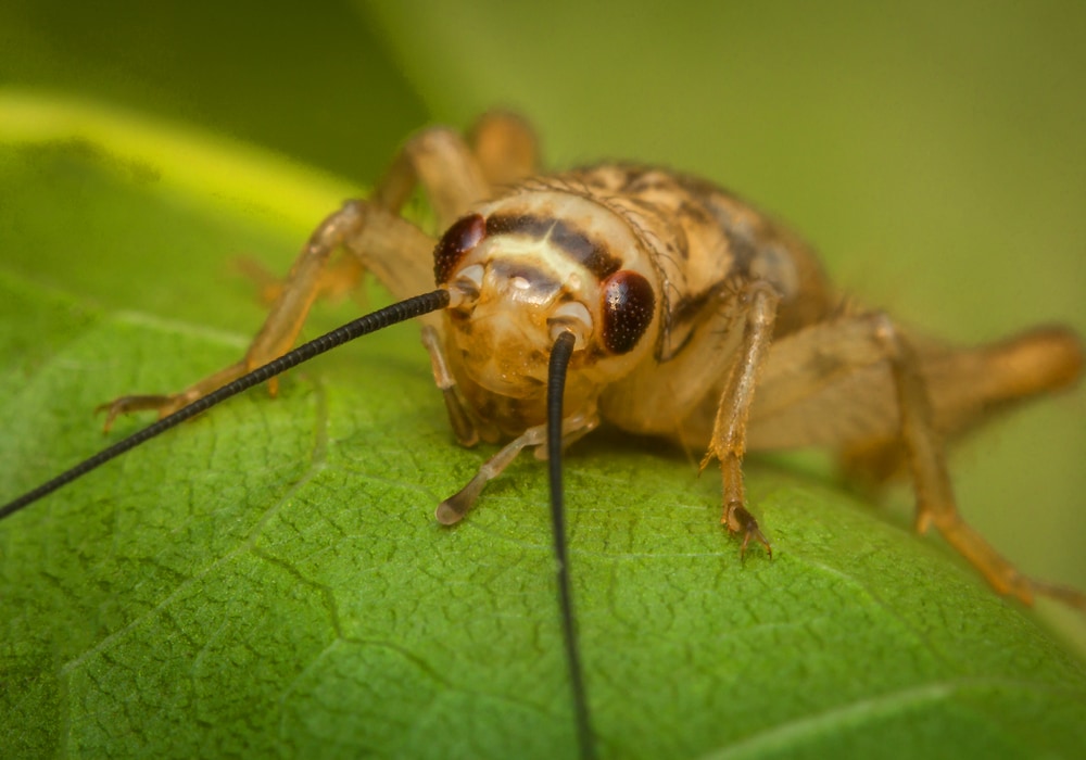 cricket