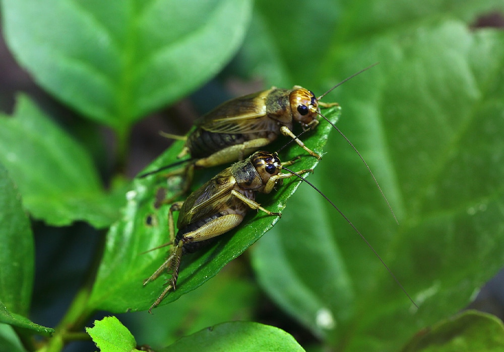 cricket