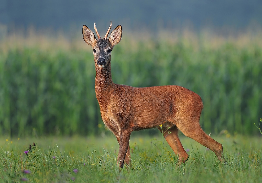 deer