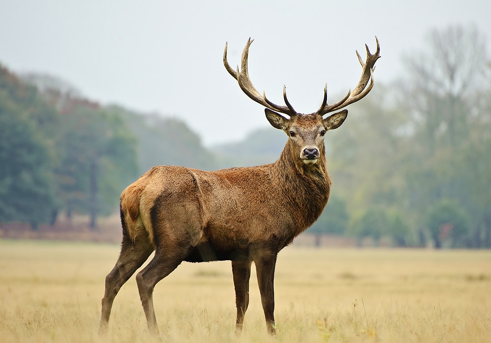 Ask a Naturalist: Is it normal for a deer to have blood on its