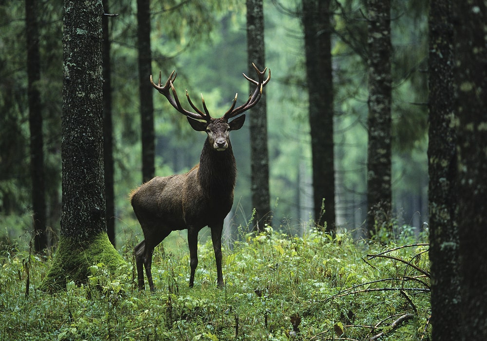 Dead Deer Symbolism In Dreams