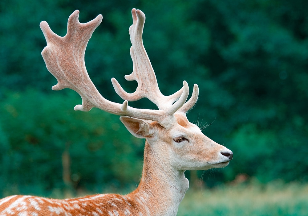 Deer Symbolism & Meaning (+Totem, Spirit & Omens) - World Birds
