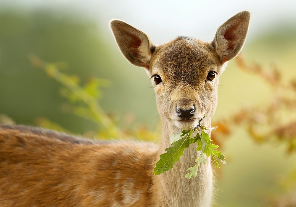 Seeing a on sale deer meaning