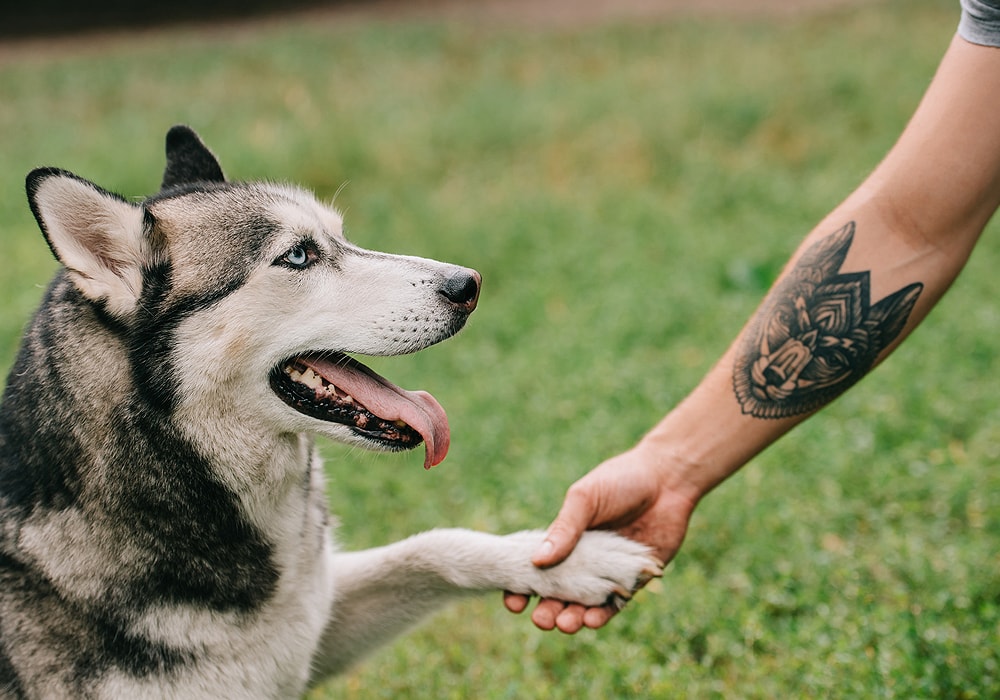 what does a white dog mean spiritually