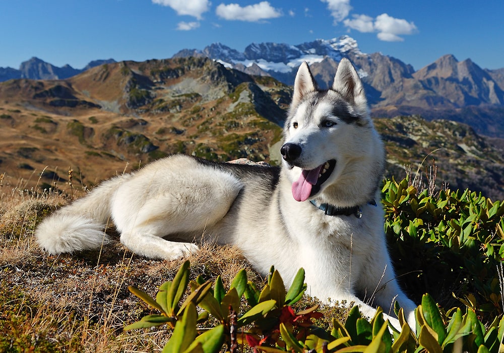 what does a white dog mean spiritually