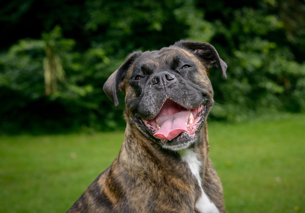 happy dog