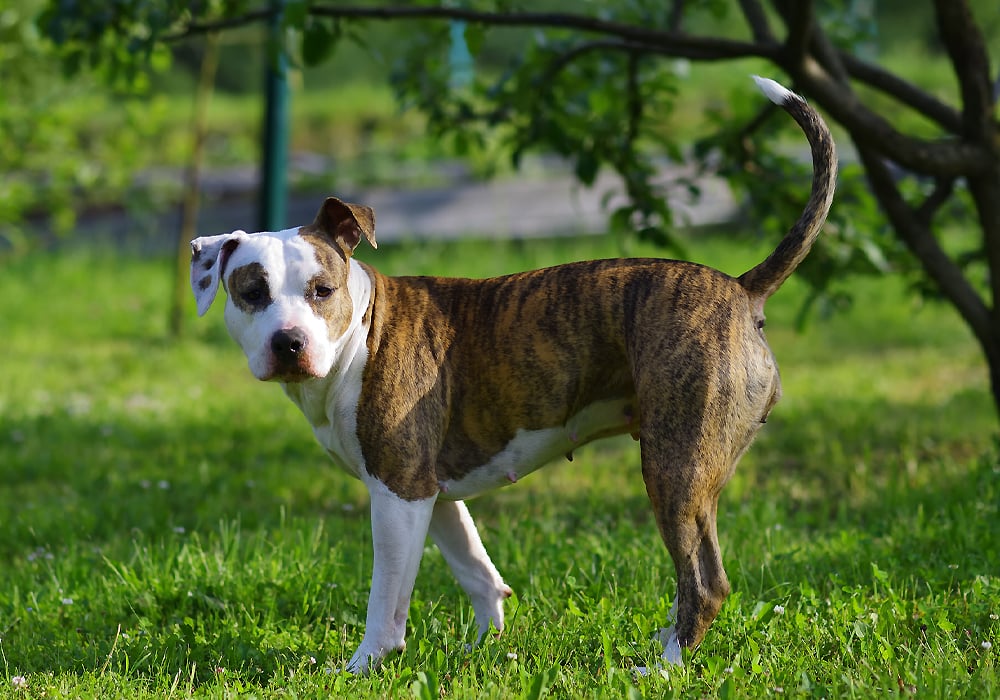 dog standing on the grass