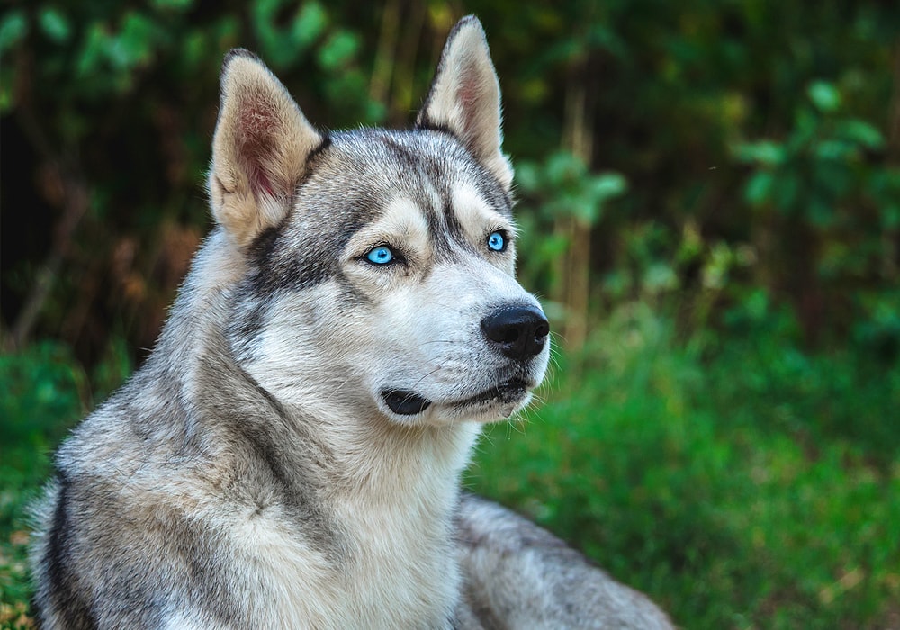 what does a white dog mean spiritually