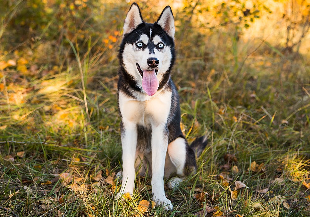 does dog howling mean death