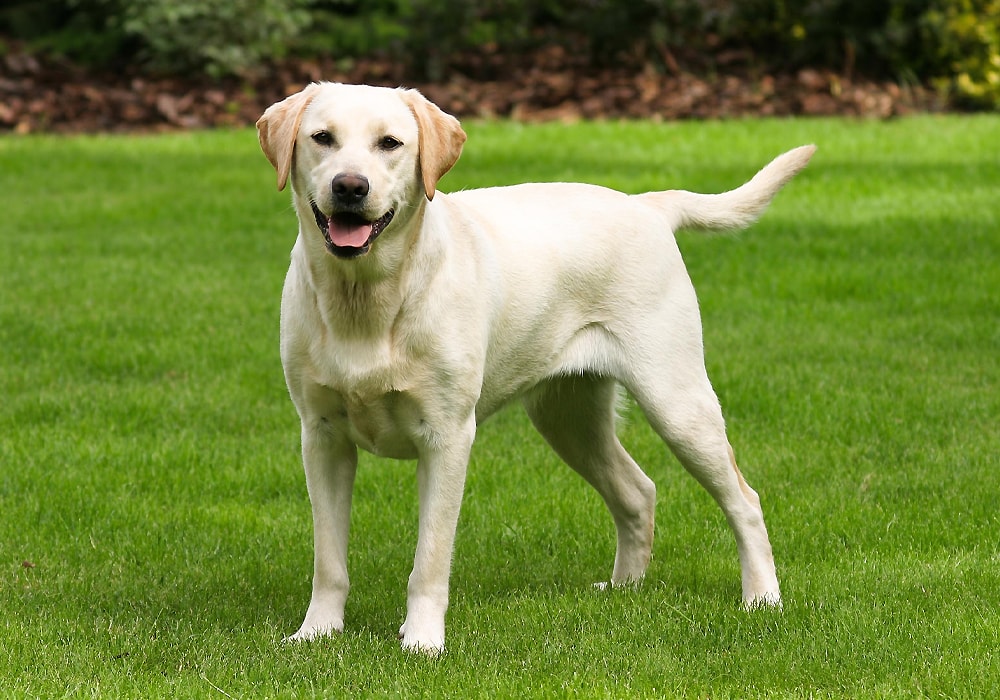 dog standing on grass