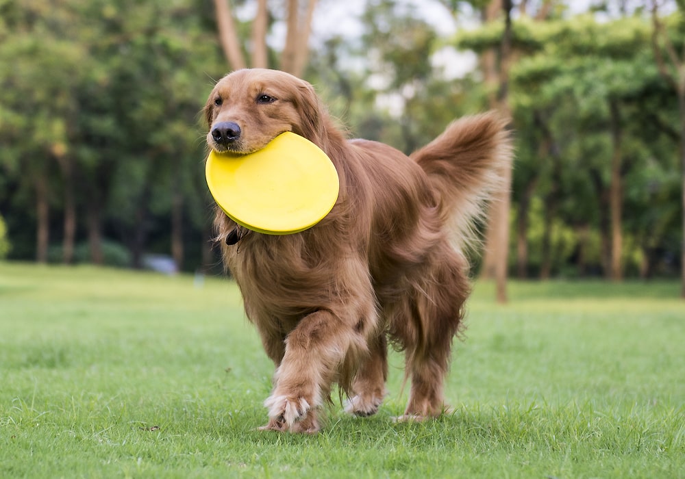 dog with a frisbe