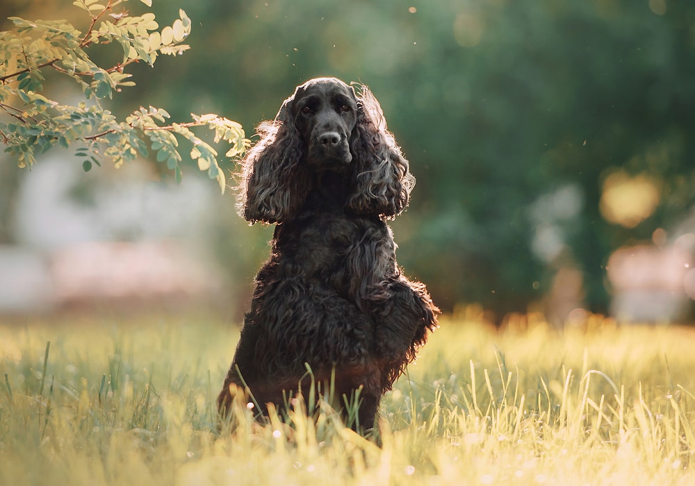 dog on the grass