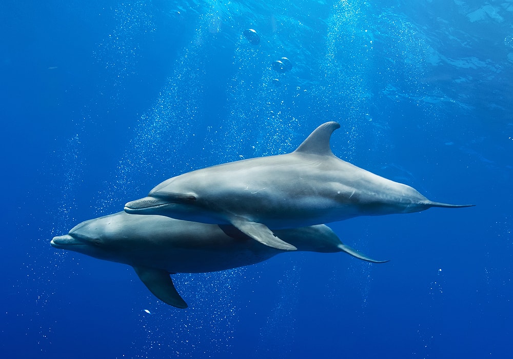 two dolphins in water