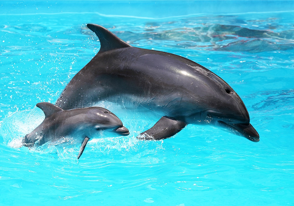 two dolphins in water
