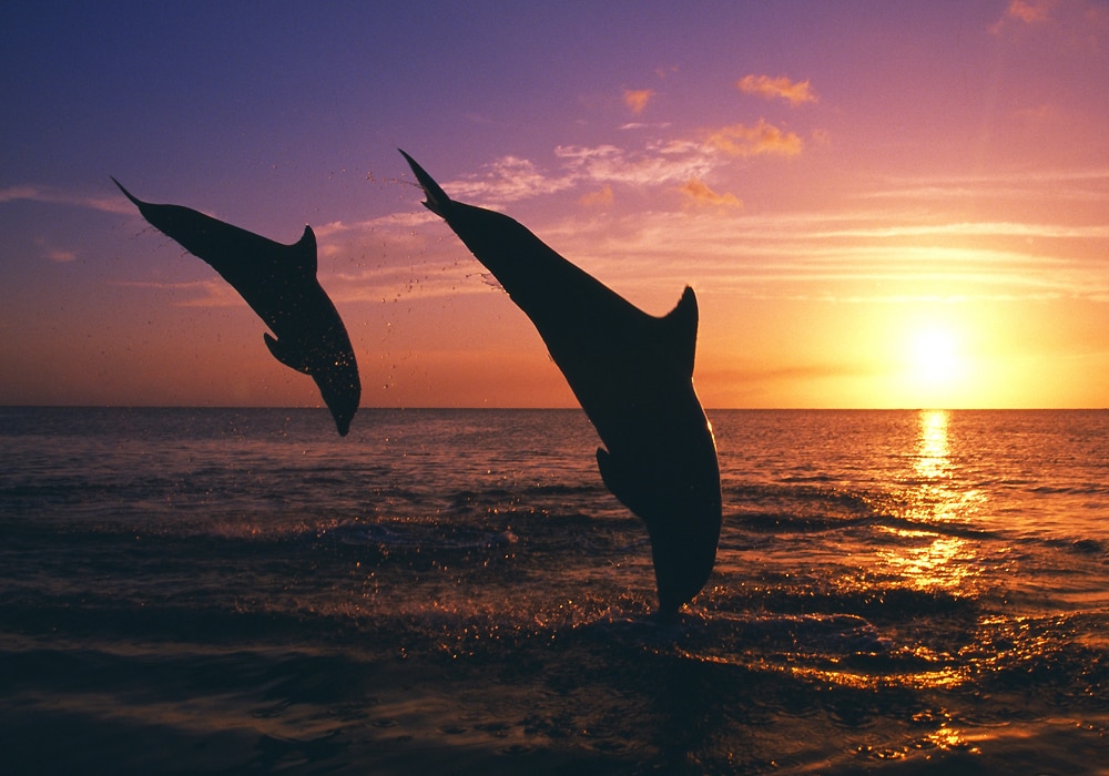 two dolphins