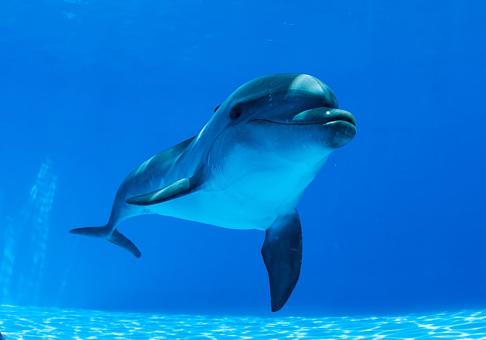 dolphin in water