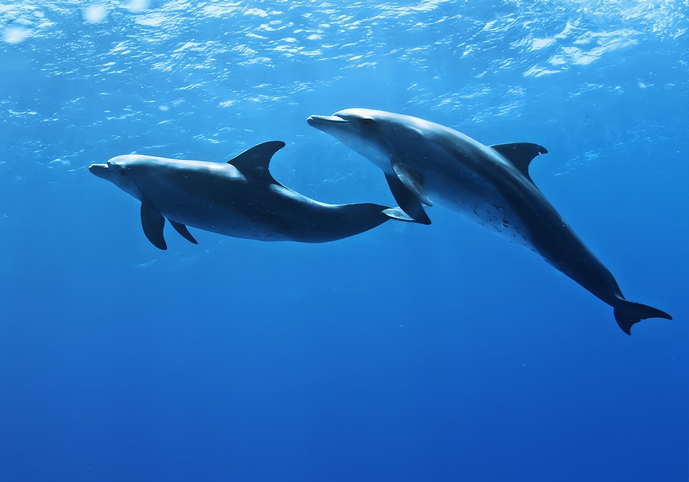 two dolphins in water