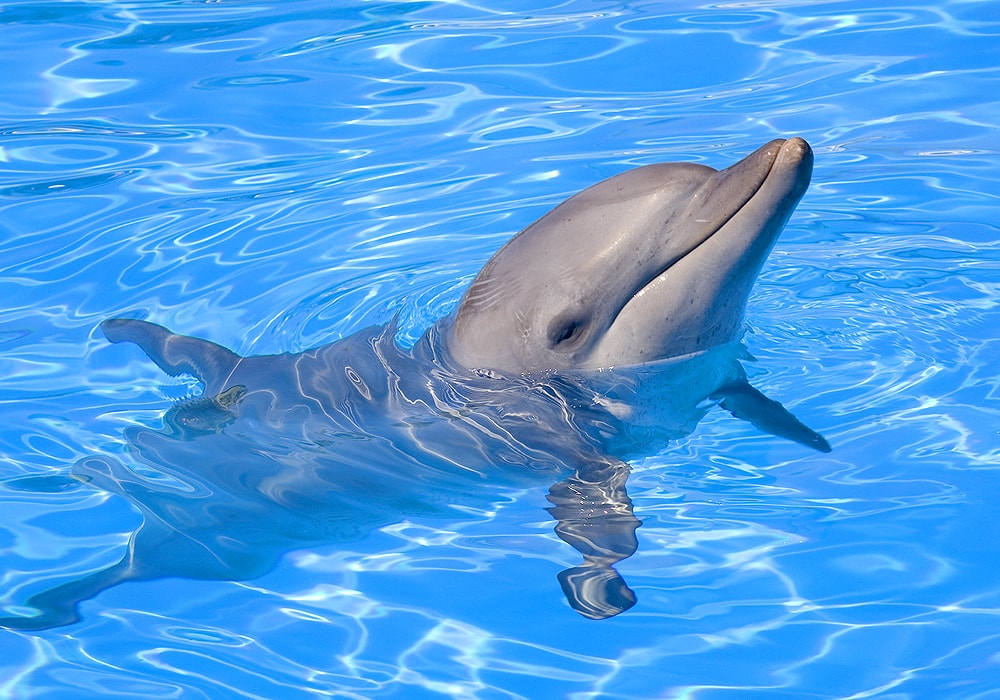 dolphin in water