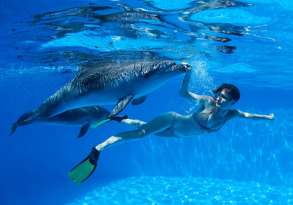 two dolphins in water