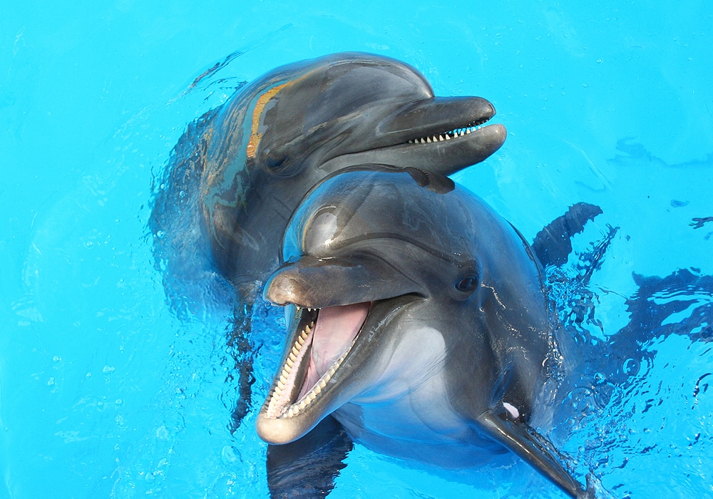 two dolphins in water