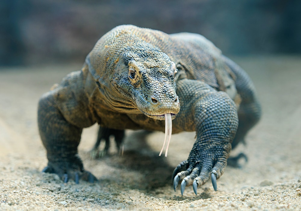 comodo dragon