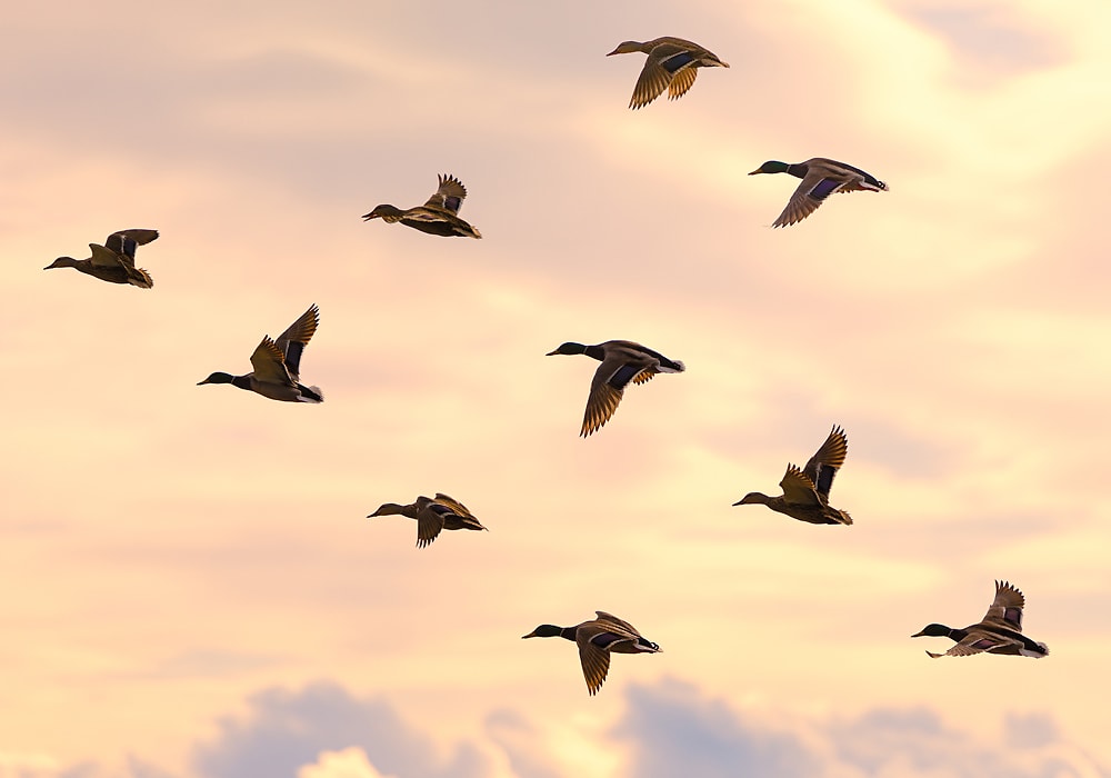 flock of mallard duck flying