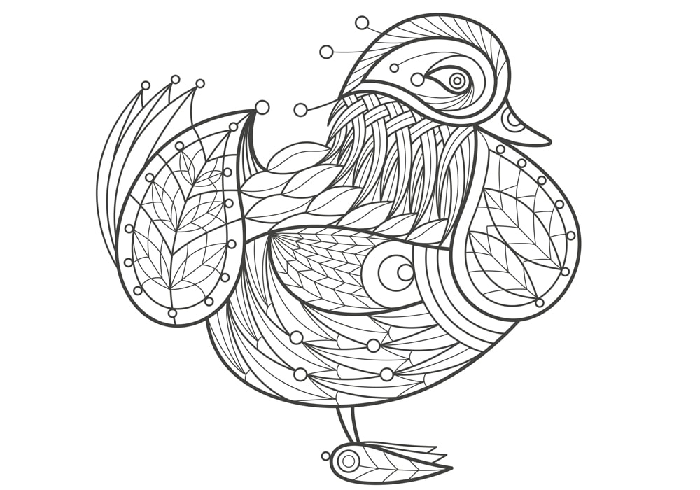 duck illustration