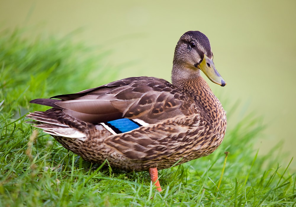 duck-symbolism-meaning-totem-spirit-omens-world-birds