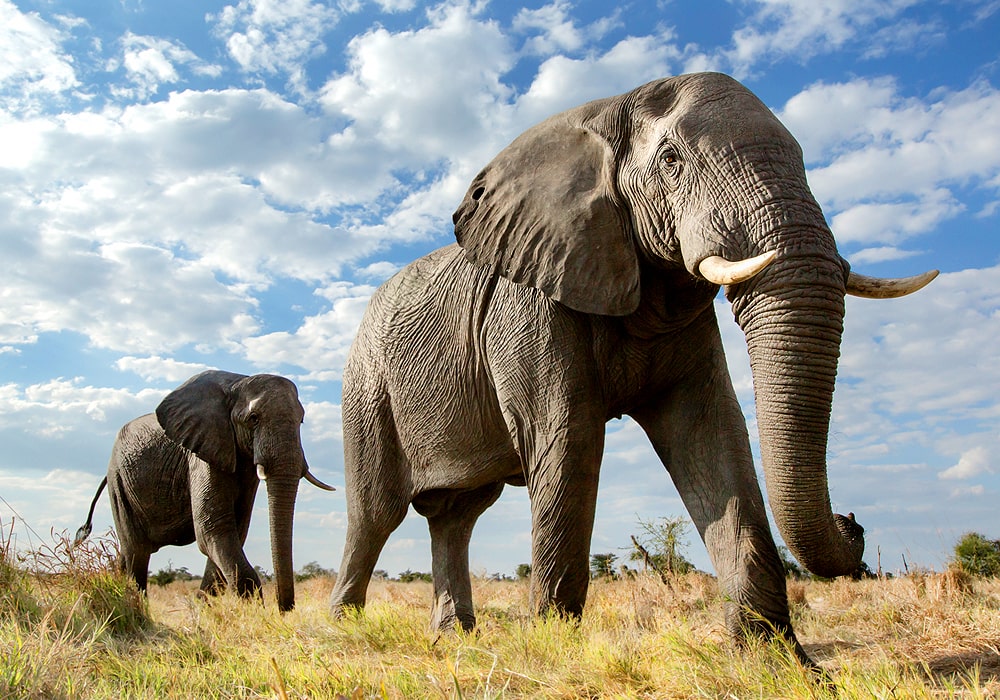 Elephant african African elephant