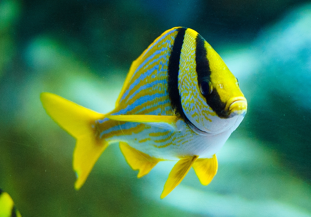 colorful fish swimming