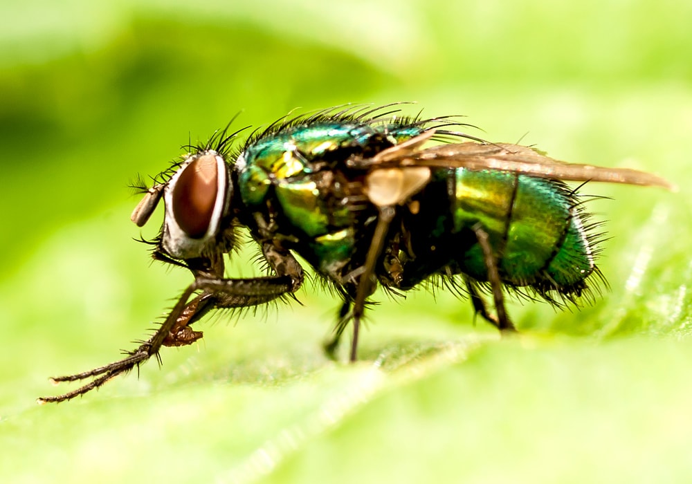 Symbolism And Meaning Of The Fly Totem Spirit And Omen World