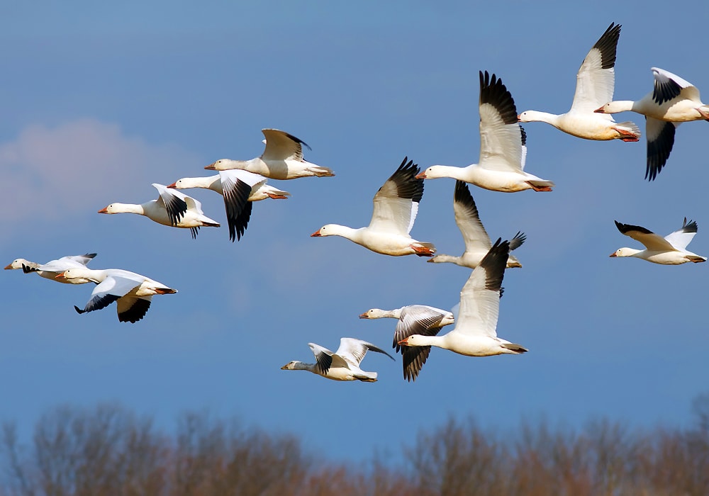 group of geese flying