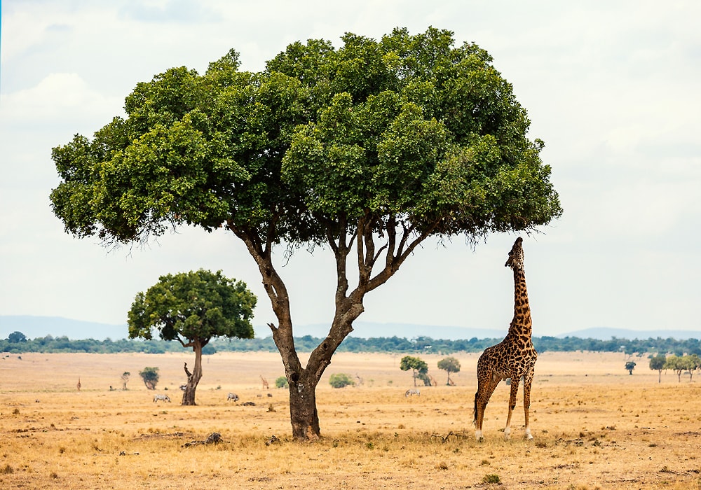 giraffe in nature