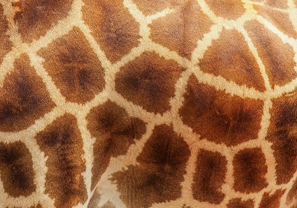 giraffe pattern