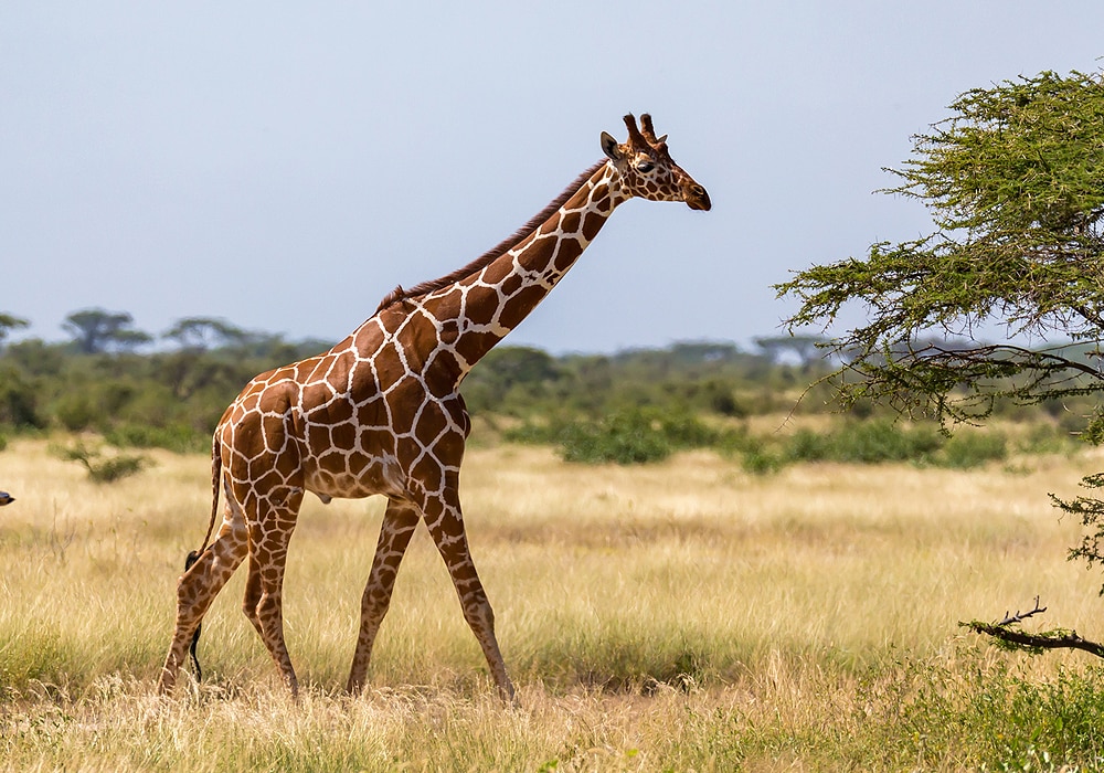 giraffe in nature