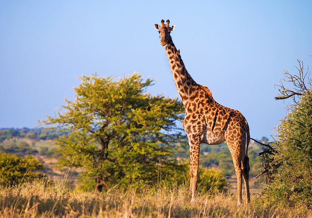 giraffe in nature