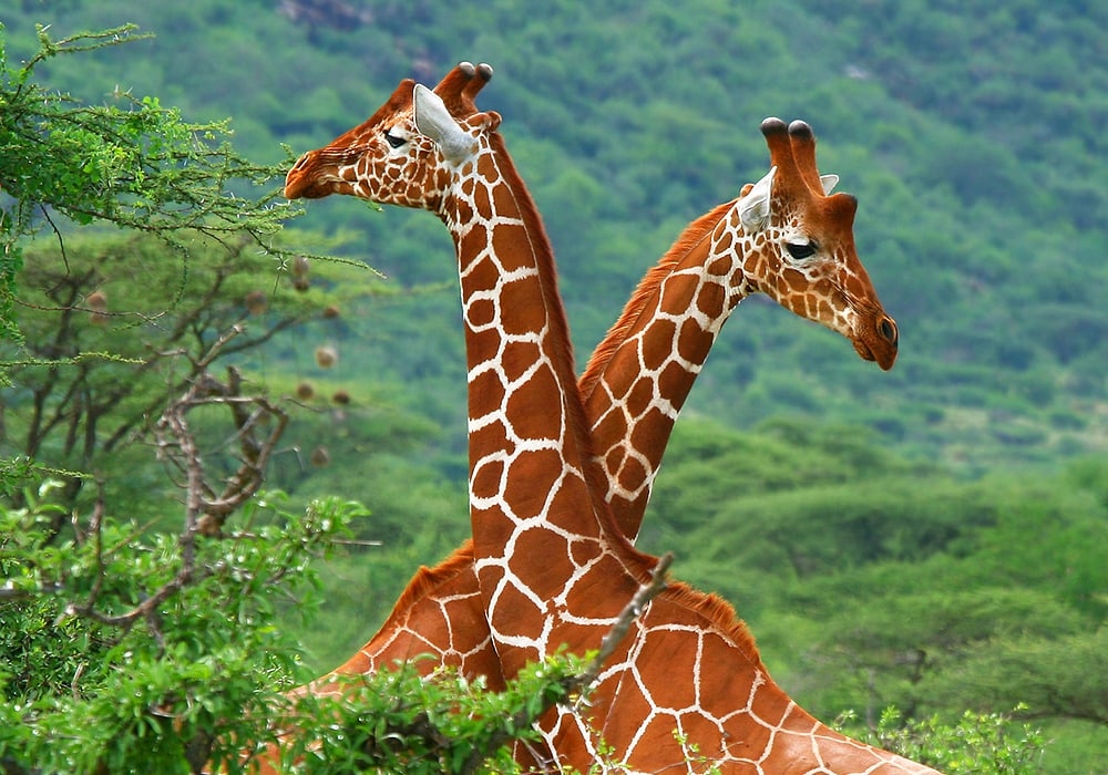 giraffe in nature