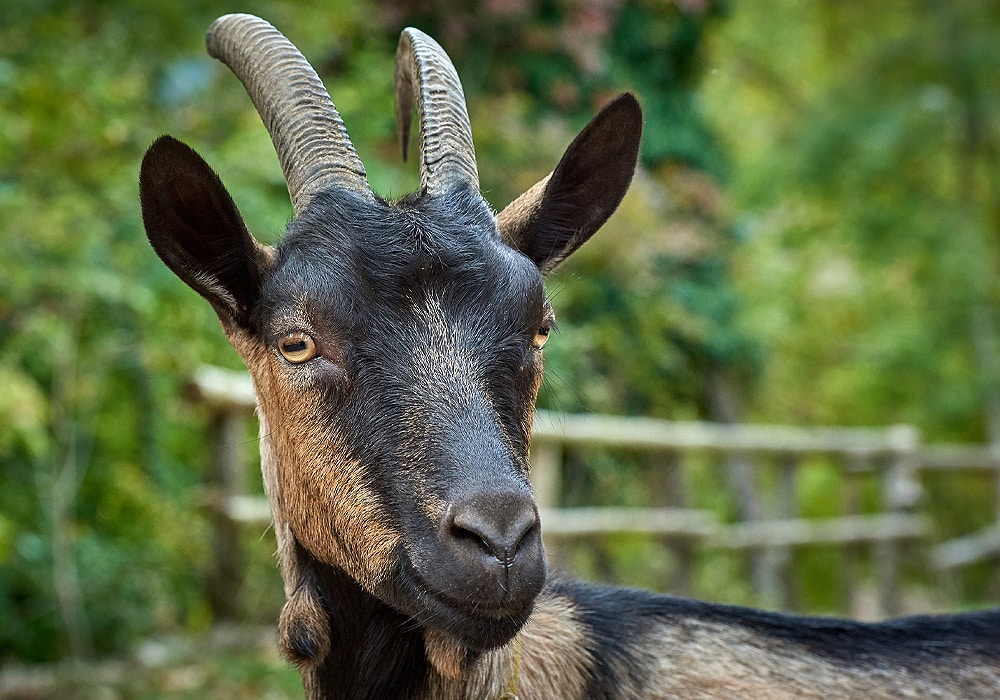 goat-symbolism-meaning-totem-spirit-omens-world-birds