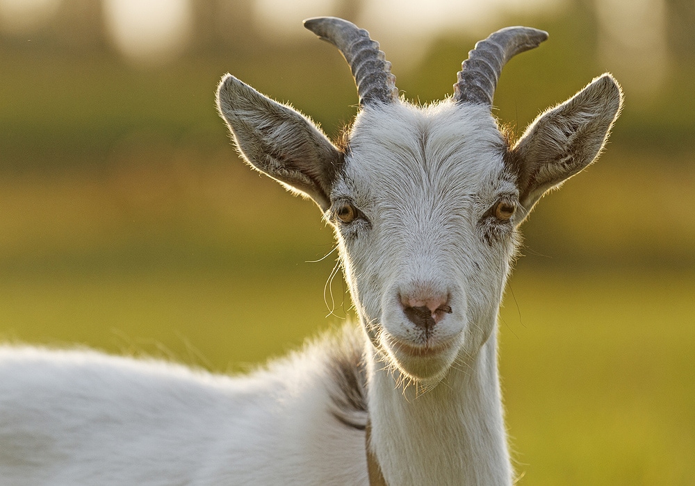 What Does a Goat Symbolize? Unveiling Ancient Meanings - Symbolization ...