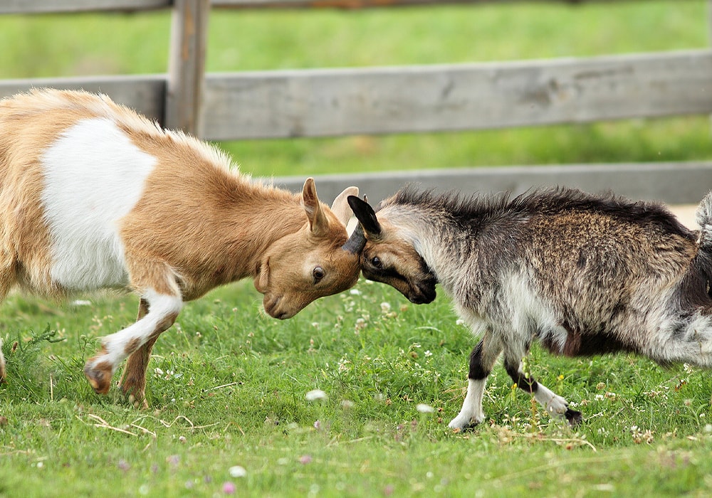 dos cabras