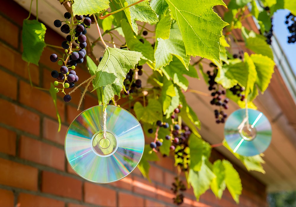 hanging cds