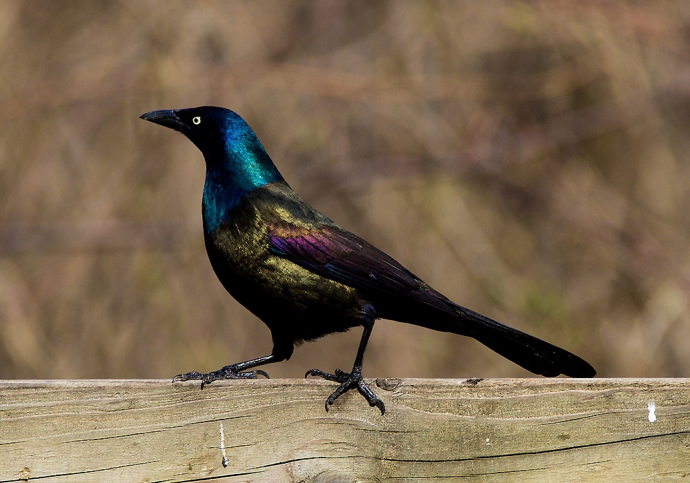 grackle portrait