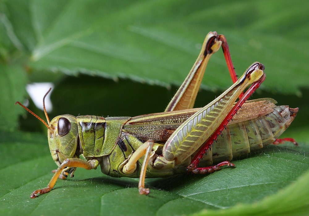 Grasshopper Symbolism & Meaning (+Totem, Spirit & Omens) - World Birds