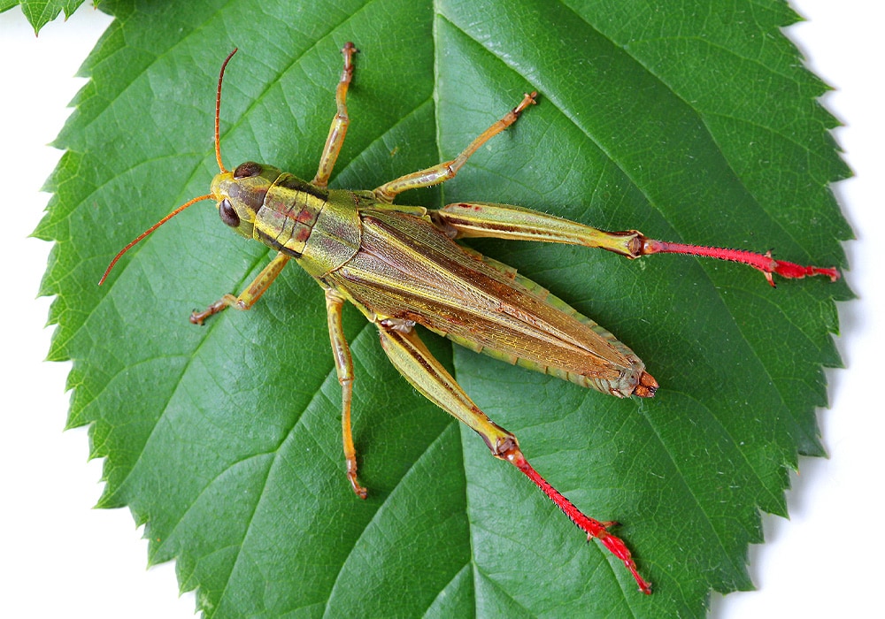 grasshopper