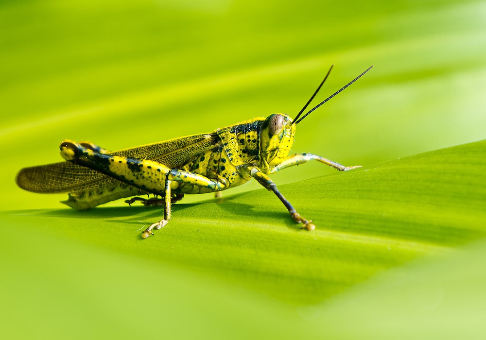 grasshopper