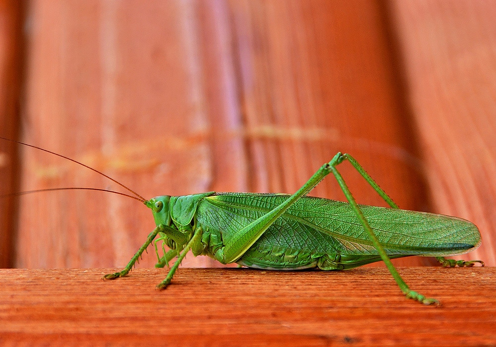 grasshopper