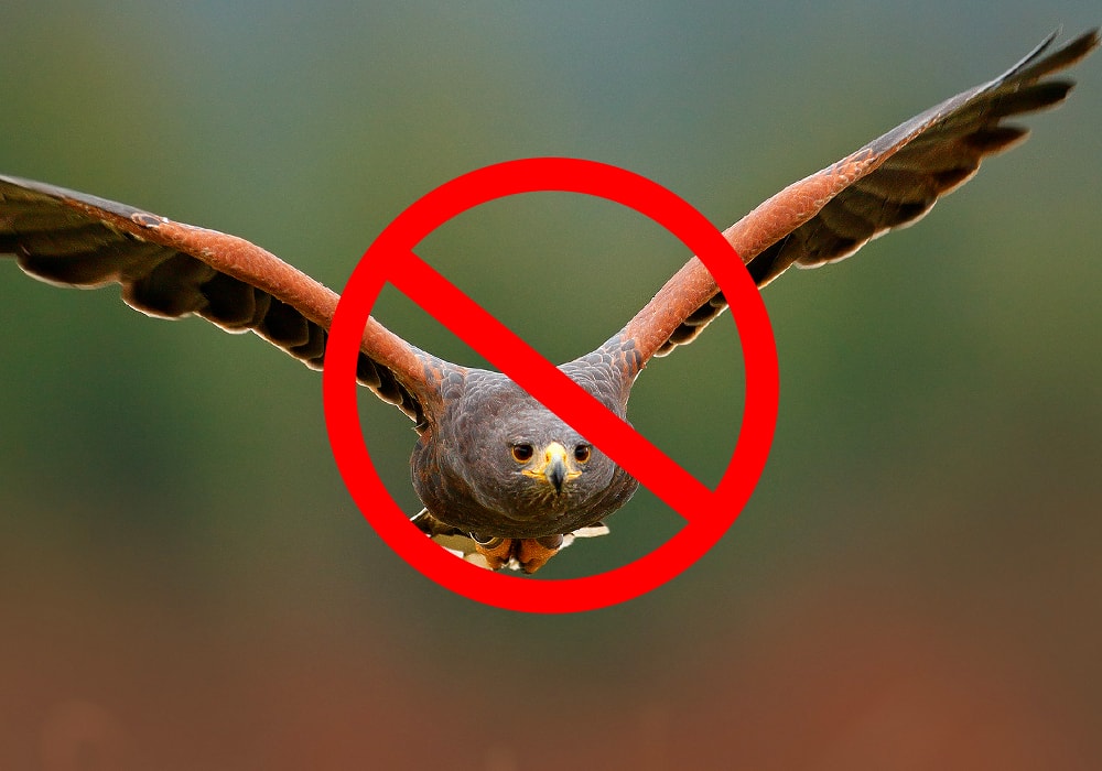 15 Tips on How to Keep Hawks Away [Humanely] - World Birds