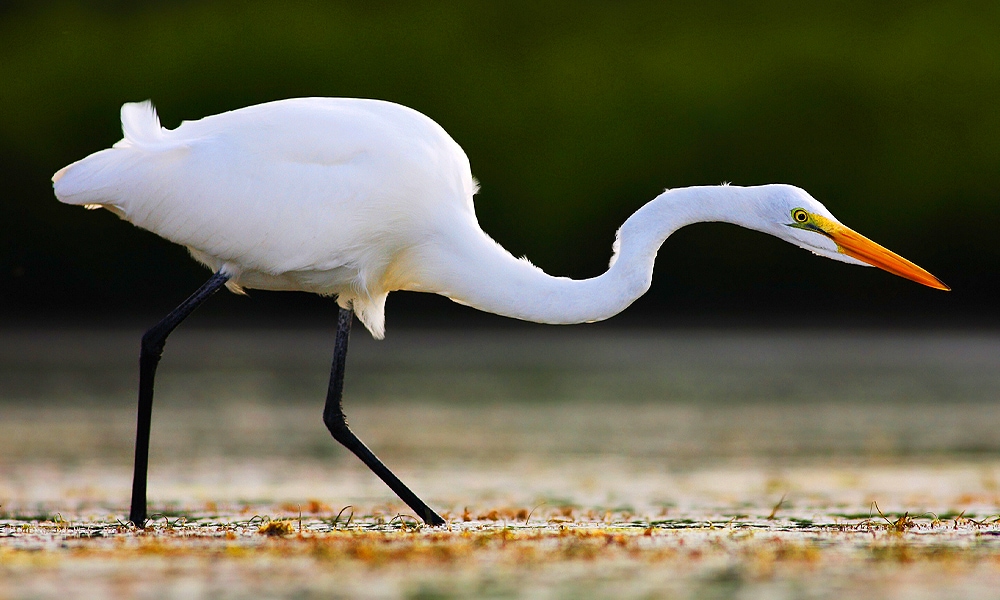 Heron Meaning In Odia