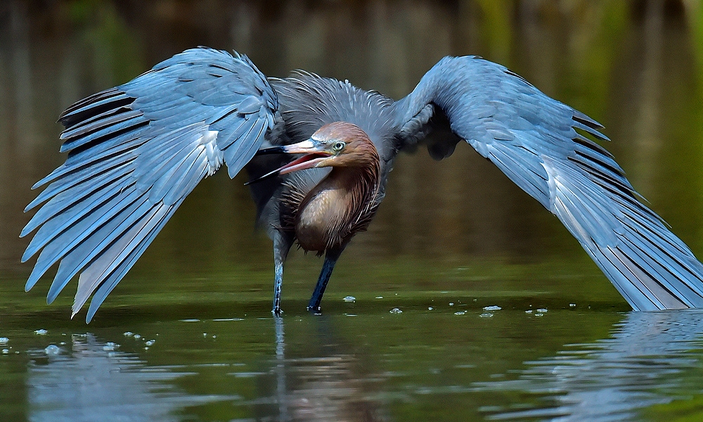 heron