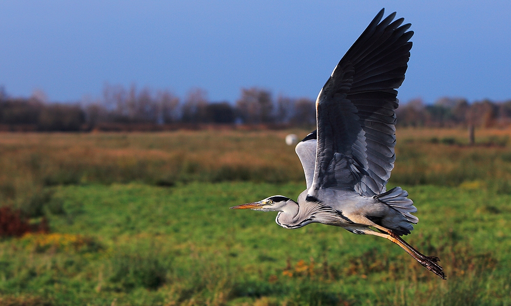 heron